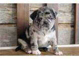 Pug Puppy for sale in Springfield, MO, USA