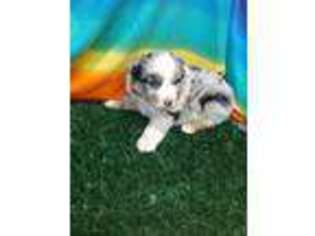 Australian Shepherd Puppy for sale in Burlington, NC, USA