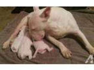 Bull Terrier Puppy for sale in PASADENA, TX, USA