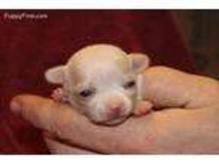 Chihuahua Puppy for sale in Accident, MD, USA
