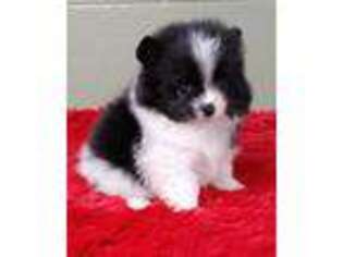 Pomeranian Puppy for sale in San Luis Obispo, CA, USA