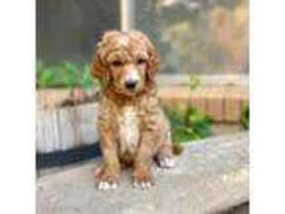 Mutt Puppy for sale in Sandy, UT, USA