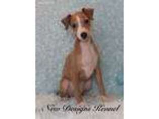 Italian Greyhound Puppy for sale in Rockwell City, IA, USA