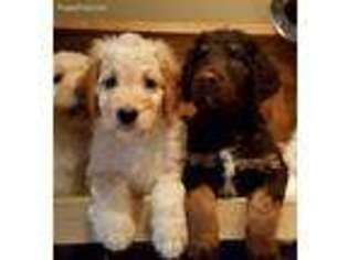 Goldendoodle Puppy for sale in Mechanicsburg, OH, USA