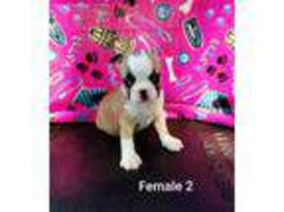 Boston Terrier Puppy for sale in Saint Cloud, FL, USA