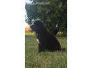 Newfoundland Puppy for sale in Archbold, OH, USA