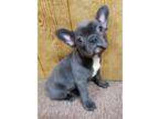 French Bulldog Puppy for sale in Westville, OK, USA