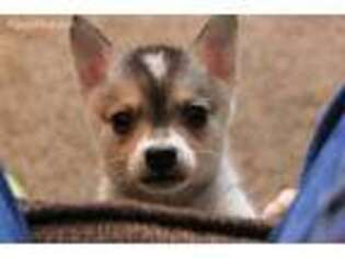 Alaskan Klee Kai Puppy for sale in Sweet Home, OR, USA