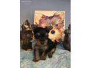 Yorkshire Terrier Puppy for sale in Poquoson, VA, USA