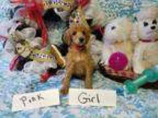 Mutt Puppy for sale in Fairfax, SC, USA
