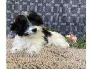 Coton de Tulear Puppy for sale in Millmont, PA, USA