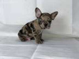 French Bulldog Puppy for sale in Rising Sun, MD, USA