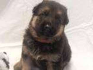 German Shepherd Dog Puppy for sale in BROWNSVILLE, TN, USA