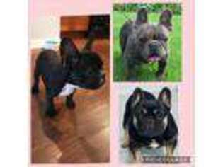 French Bulldog Puppy for sale in Eagleville, PA, USA