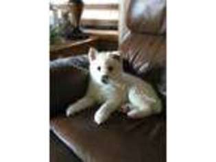 Siberian Husky Puppy for sale in Doon, IA, USA
