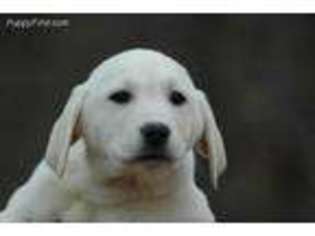 Labrador Retriever Puppy for sale in Argyle, WI, USA