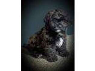 Shih-Poo Puppy for sale in Mc Clure, PA, USA