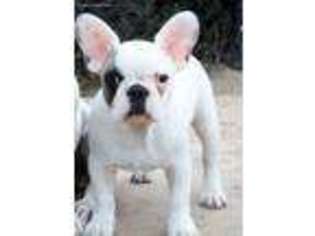 French Bulldog Puppy for sale in San Pedro, CA, USA
