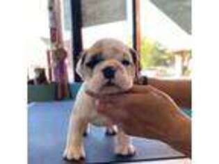 Bulldog Puppy for sale in Cicero, IL, USA