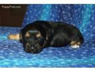 Yorkshire Terrier Puppy for sale in Houghton, IA, USA