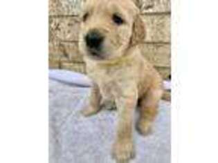 Golden Retriever Puppy for sale in Navasota, TX, USA