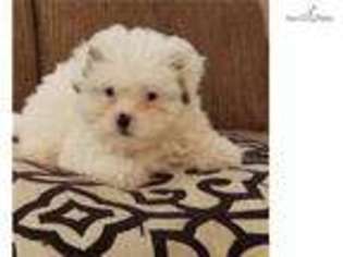 Shih-Poo Puppy for sale in Las Vegas, NV, USA