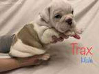 Bulldog Puppy for sale in Bixby, OK, USA