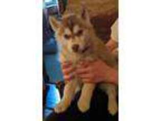 Siberian Husky Puppy for sale in Zelienople, PA, USA