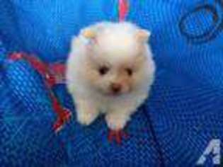 Pomeranian Puppy for sale in NAMPA, ID, USA