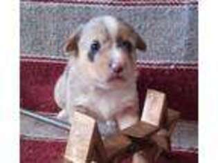 Pembroke Welsh Corgi Puppy for sale in Flemington, MO, USA