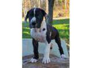 Great Dane Puppy for sale in Kirby, AR, USA