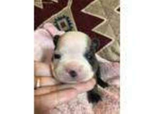 Boston Terrier Puppy for sale in Maysville, KY, USA