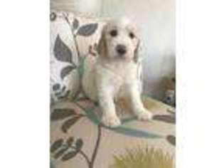 Labradoodle Puppy for sale in Ridgeland, SC, USA