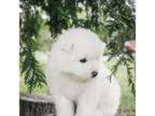 Samoyed Puppy for sale in Fallston, MD, USA