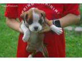 Boxer Puppy for sale in Casey, IL, USA