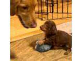 Dachshund Puppy for sale in Sweet Home, OR, USA