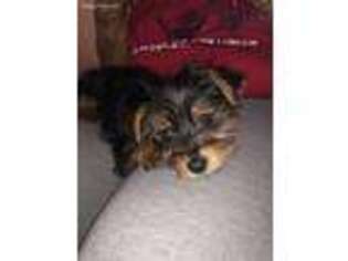 Yorkshire Terrier Puppy for sale in Berkeley, IL, USA