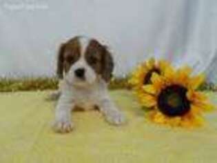 Cavalier King Charles Spaniel Puppy for sale in Holmesville, OH, USA