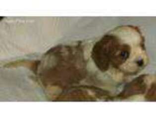 Cavalier King Charles Spaniel Puppy for sale in Tupper Lake, NY, USA