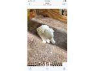 Maltese Puppy for sale in Summit, MS, USA