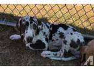 Great Dane Puppy for sale in SAINTE GENEVIEVE, MO, USA