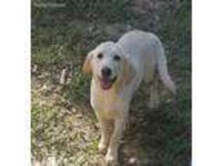 Labrador Retriever Puppy for sale in Eatonton, GA, USA