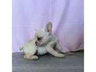 French Bulldog Puppy for sale in Macomb, OK, USA