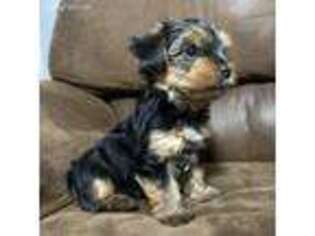 Yorkshire Terrier Puppy for sale in Wharton, TX, USA