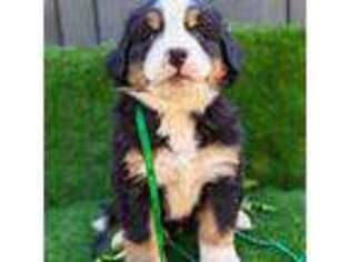 Bernese Mountain Dog Puppy for sale in Grants Pass, OR, USA