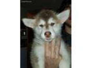 Alaskan Malamute Puppy for sale in Central Point, OR, USA