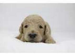 Goldendoodle Puppy for sale in Princeton, TX, USA