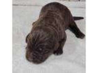 Newfoundland Puppy for sale in Kansas City, MO, USA
