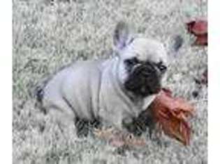 French Bulldog Puppy for sale in Steubenville, OH, USA
