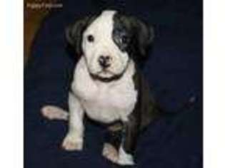 American Staffordshire Terrier Puppy for sale in Ninety Six, SC, USA